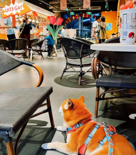 ​重庆暑期美食暴击！本地人私藏清单