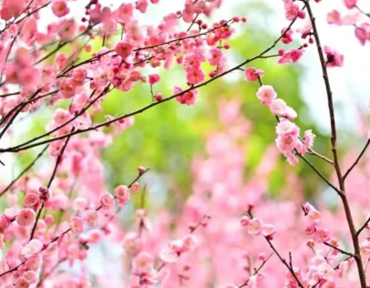 春天来了，该出门赏花了！